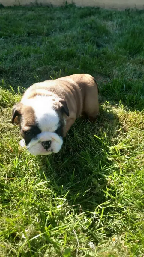Bulldog Anglais  Chiot N°6 Stocky Family photo 3