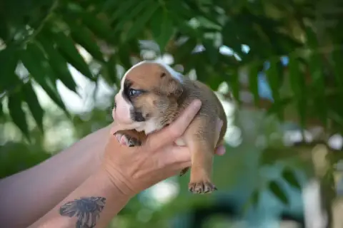 Bulldog Anglais photo 3