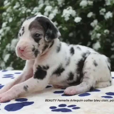 Chiots Dogue Allemand Lof - Portée De Zia