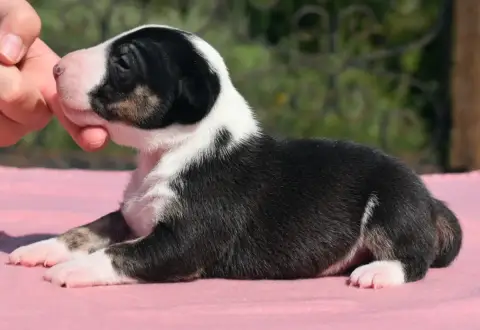 Bull Terrier Miniature photo 3