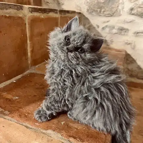 Adopter Disponibles À L'Adoption Chatons Selkirk Rex