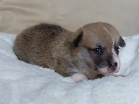 Welsh Corgi Pembroke  Madame Brume Du Domaine De Bois f18da photo 3
