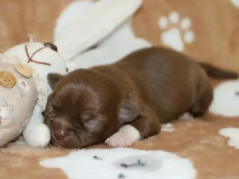Chihuahua  Chiot N°1 Voxel Ux
