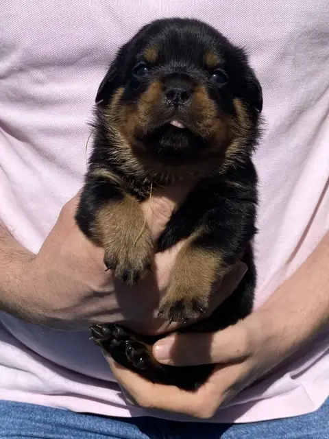 Rottweiler photo 3