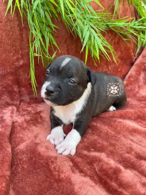 Staffordshire Bull Terrier