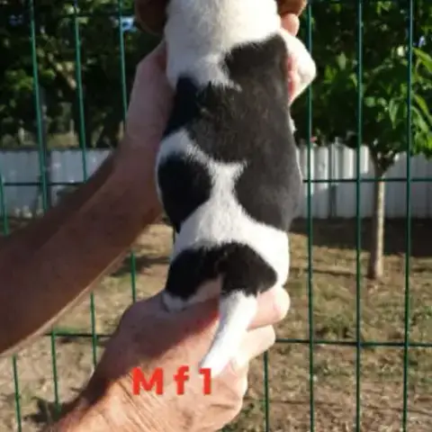 Chiots Beagle