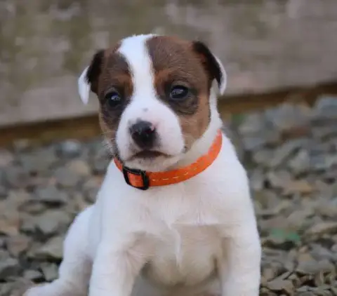 Jack Russell Terrier  Collier Orange De La Lisardière df1c5