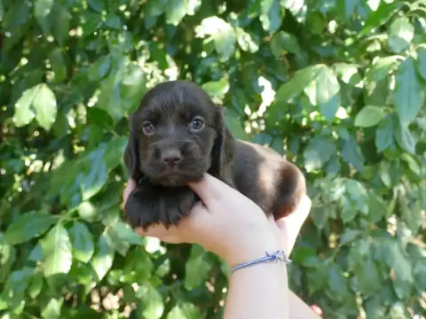 Cocker Spaniel Anglais photo 2