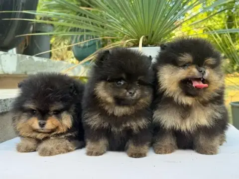 Spitz Allemand  Chiot N°2