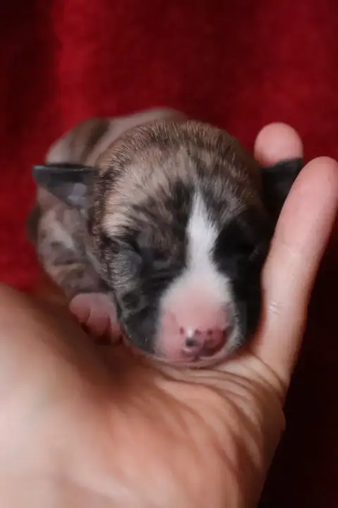 Whippet  Chiot N°2 Dear Sweety