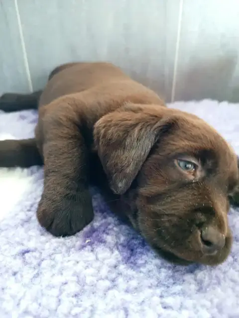 Labrador Retriever  Berny Des Gazons D'Ile De France 593ac