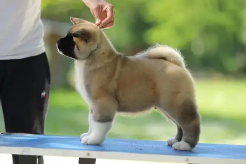 Akita Americain  Chiot N°4 Sendosan