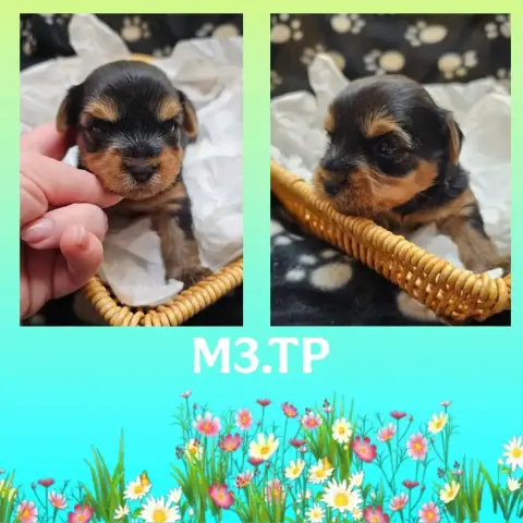 Yorkshire Terrier  Chiot 4 Des Pattes Impériales photo 3