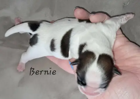 Shih Tzu  Bernie Soclemax photo 3