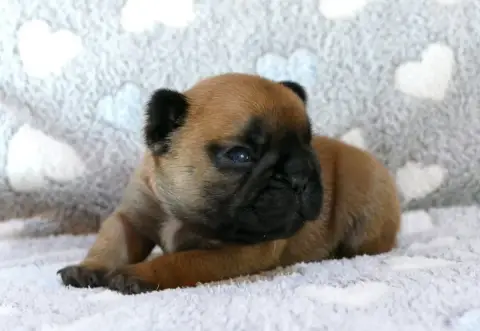 Bouledogue Français  Chiot 4 Du Domaine Des Bastidien 93015 photo 3