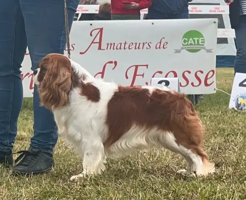 Cavalier King Charles Spaniel photo 2