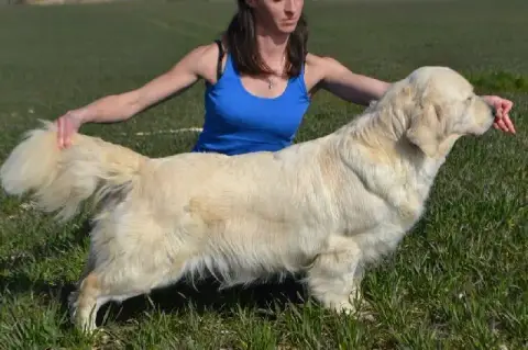 Golden Retriever  Chiot N°5 Des Mille Nuances De Douc 7123f photo 3