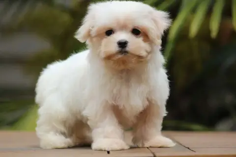 Adopter Bichon Maltais  Brisote De L'Angelarde