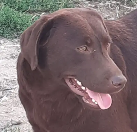 Labrador Retriever  2 Des Bonnes Beches photo 3