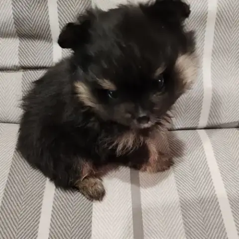 Petits Spitz L.O.F.
