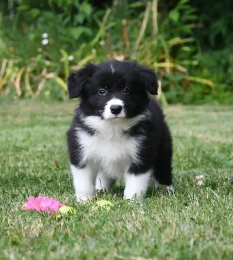 Border Collie 
                        Garçon 3 Of Pa 2feee