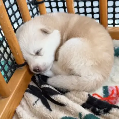 Chiots Pomsky À Réserver Mâles Et Femelles