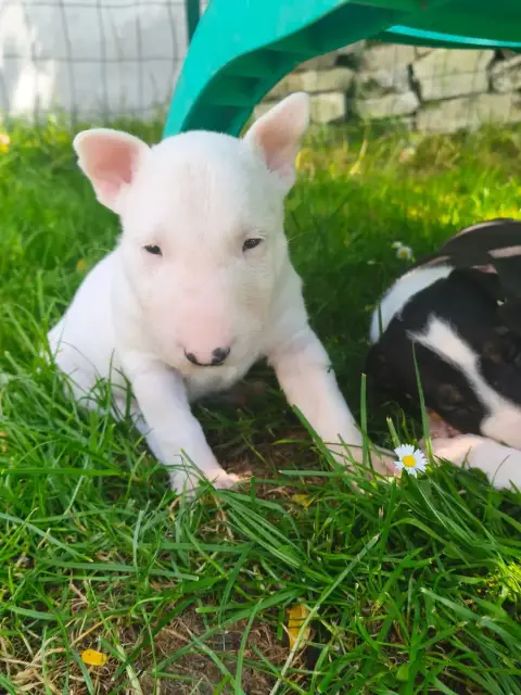 Bull Terrier  Bad Romance Tale Of Love photo 3