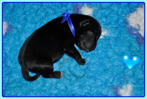 Staffordshire Bull Terrier  B............. Solfarino 2724b