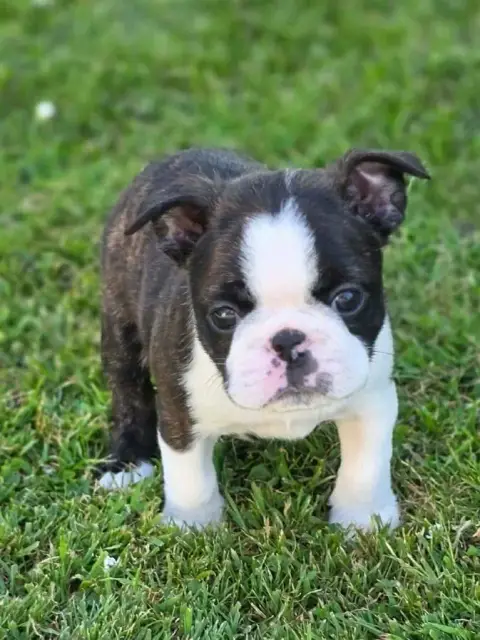 Boston Terrier  Baxter Du Domaine De La Cour Souverai 2814e