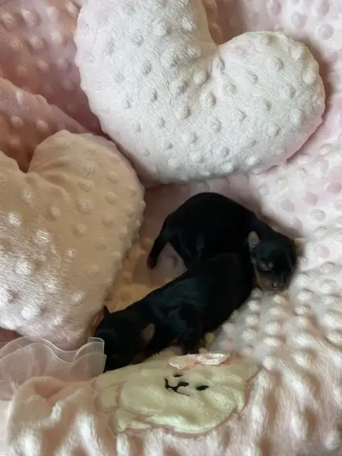 Yorkshire Terrier  Chiot 2 Des Minis Bouts photo 3
