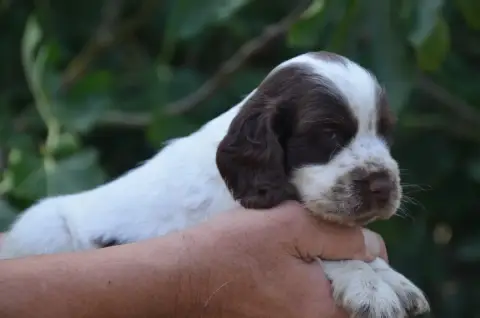 Cocker Spaniel Anglais  Chiot N°3 De La Foret Des Rev 084d8 photo 2
