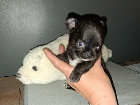 Chihuahua  Chiot 3 Of Little Dog'S Paradise