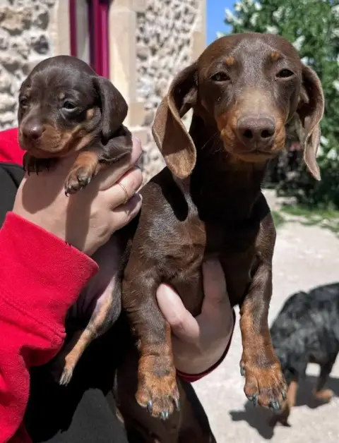 Teckel Poil Ras  Chiot 2 Du Brionnais Doré photo 3