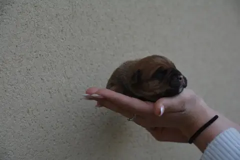 Bulldog Continental  Chiot 7 Du Haut De La Girauderie 008c5