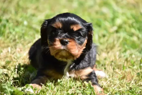Cavalier King Charles Spaniel  Britney Du Repère Des  702cb photo 2