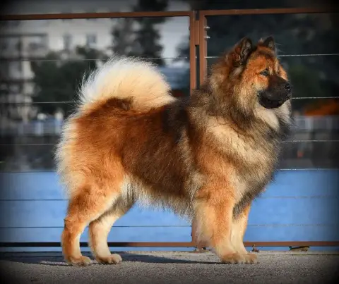 Eurasier  Chiot 4 Des Legendes De Retz photo 2
