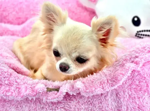 Chihuahua  Betty photo 2