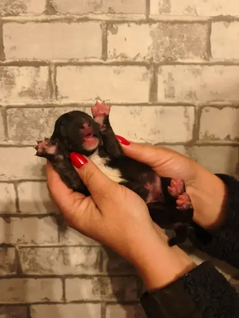 Bull Terrier Miniature  Chiot N°1 Of Secret'S Sources e4133 photo 3