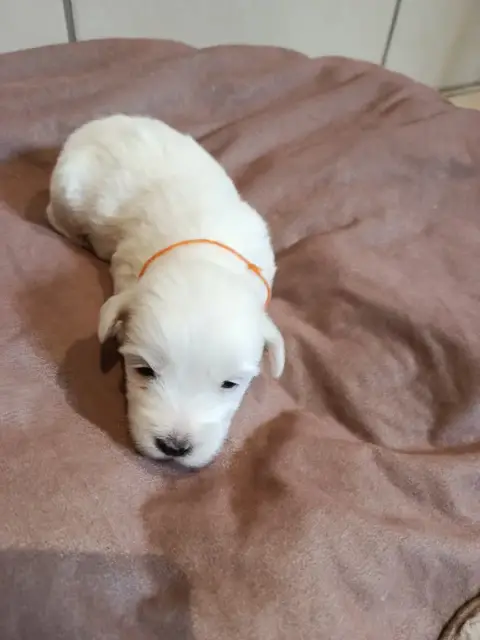 Coton De Tulear  Orange Du Haut De Champfleury photo 3
