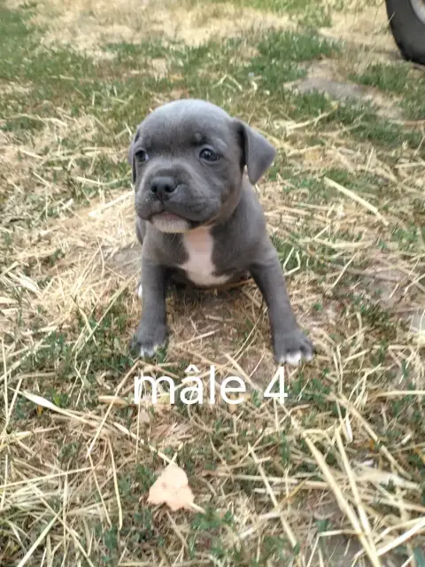 Staffordshire Bull Terrier 
                        C 4c822