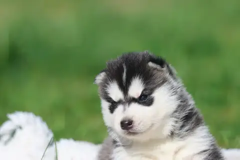 Siberian Husky  Black Mystical Magic De Daybreak Nort 47319 photo 2