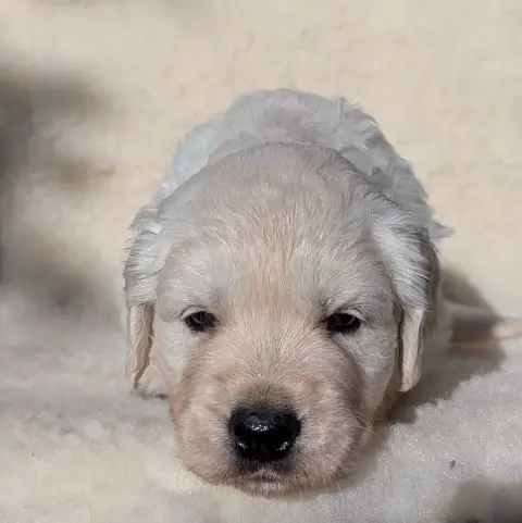 Golden Retriever  Baila De L'Esprit D'Oural photo 3