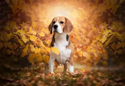 Beagle photo 3