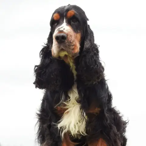 Cocker Spaniel Anglais  Chiot N°1 Chocolat Et Blanc D f3d72 photo 3
