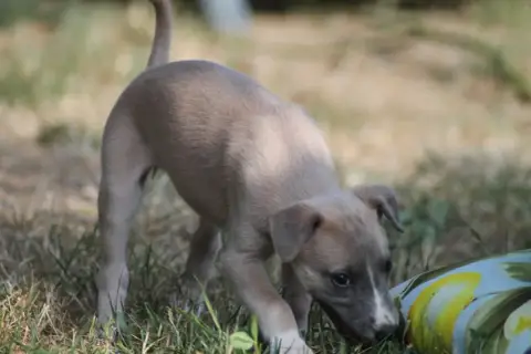 Whippet