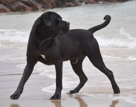 Cane Corso  Bimbo Des Lares De L'Aurévière photo 3