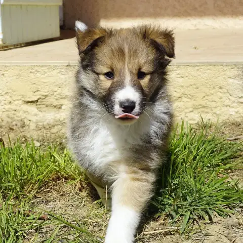 Shetland Sheepdog  Broly Du Fantasy Game photo 3
