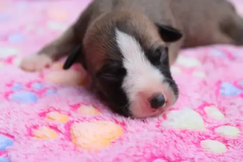 Whippet  Ballade Enchantée Des Filles D'Eole