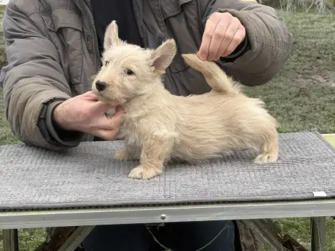 Scottish Terrier  Attila Gabéric'S photo 3