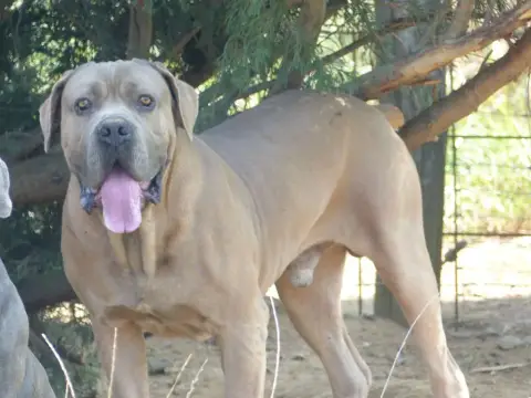 Cane Corso  Prénom Libre Des Terres Des Forges photo 3